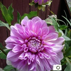 Menu Lavender Perfection Dinnerplate Dahlia 7 Menu Lavender Perfection Dinnerplate Dahlia -US Garden Plants Sales 2024 74123 lavender perfection dinnerplate dahlia 3 2