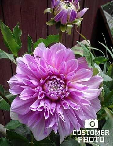 Menu Lavender Perfection Dinnerplate Dahlia 5 Menu Lavender Perfection Dinnerplate Dahlia - Image 3