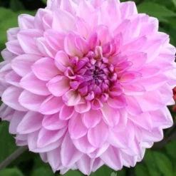 Menu Ultimate Dinnerplate Dahlia Collection -US Garden Plants Sales 2024 74123 lavender perfection dinnerplate dahlia 6