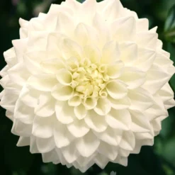 Menu Fleurel Dinnerplate Dahlia