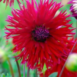 Menu Sunset Dahlia Collection 25 Menu Sunset Dahlia Collection -US Garden Plants Sales 2024 74129 1