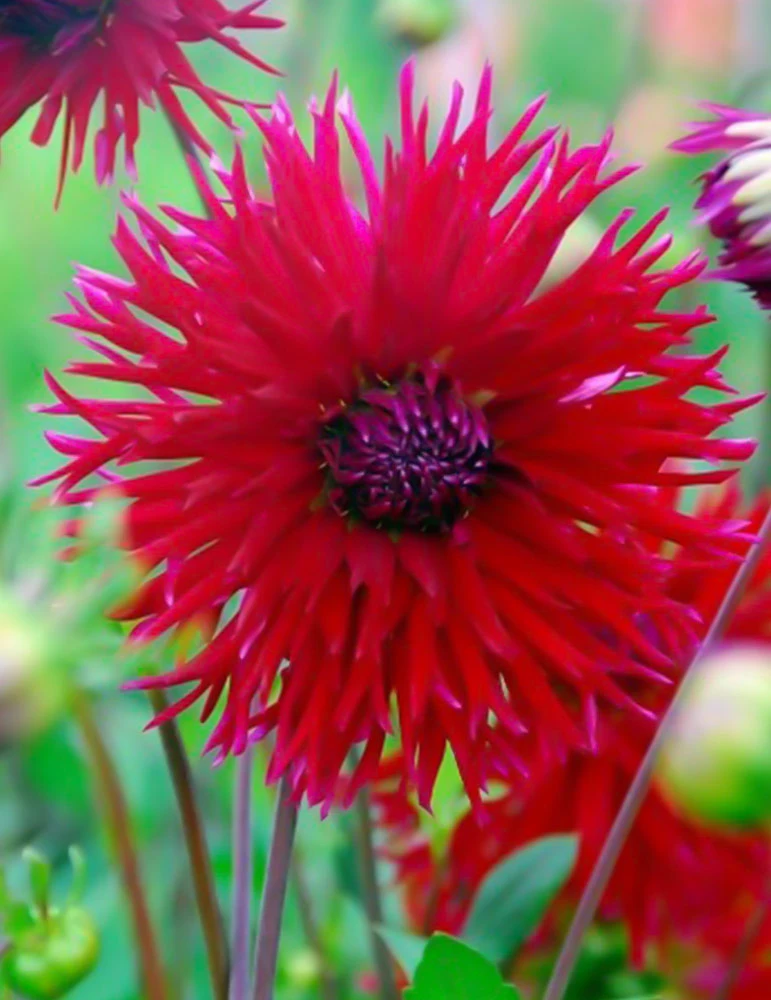 Menu Sunset Dahlia Collection 10 Menu Sunset Dahlia Collection - Image 8