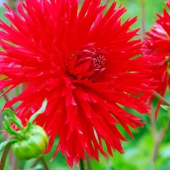 Menu Sunset Dahlia Collection 26 Menu Sunset Dahlia Collection -US Garden Plants Sales 2024 74129 apache fringed dahlia 1