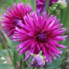 Menu Purple Gem Cactus Dahlia
