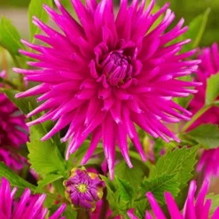 Menu Radiant Orchid Collection W/ Garden Plan -US Garden Plants Sales 2024 74139 purple gem cactus dahlia 2
