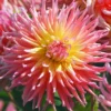 Menu Star Elite Cactus Dahlia -US Garden Plants Sales 2024 74140 star elite cactus dahlia 1