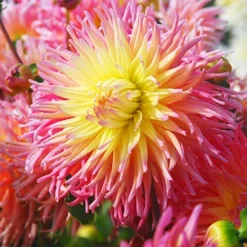 Menu Sunset Dahlia Collection 28 Menu Sunset Dahlia Collection -US Garden Plants Sales 2024 74140 star elite cactus dahlia 2