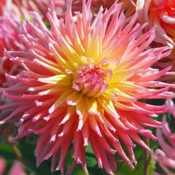 Menu Sunset Dahlia Collection 27 Menu Sunset Dahlia Collection -US Garden Plants Sales 2024 74140 star elite cactus dahlia