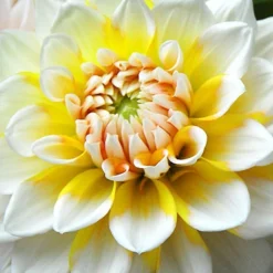 Menu Seattle Decorative Dahlia -US Garden Plants Sales 2024 74141 seattle decorative dahlia 1