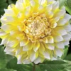 Menu Seattle Decorative Dahlia -US Garden Plants Sales 2024 74141 seattle decorative dahlia 2 1