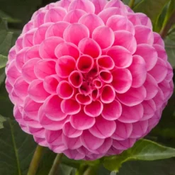 Menu Jan Van Schaffelaar Pompon Dahlia