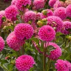 Menu Bridget's Purple Passion Trio 17 Menu Bridget's Purple Passion Trio -US Garden Plants Sales 2024 74147 jan van schaffelaar pompon dahlia 2