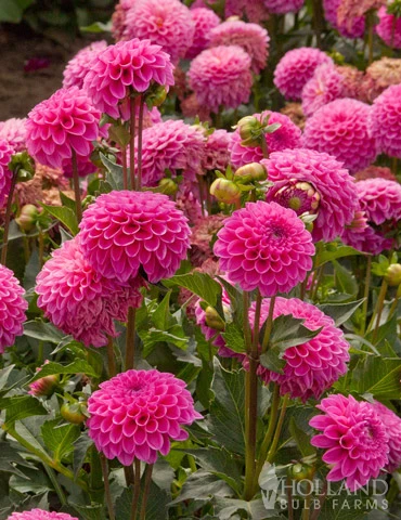 Menu Bridget's Purple Passion Trio 10 Menu Bridget's Purple Passion Trio - Image 8