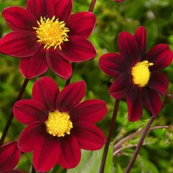 Menu Shimmering Sunset Dahlia Collection -US Garden Plants Sales 2024 74148 topmix 1