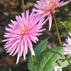 Menu Border Dahlia Collection 26 Menu Border Dahlia Collection -US Garden Plants Sales 2024 74151 2018 07 11 park princess border dahlias joan geraldson