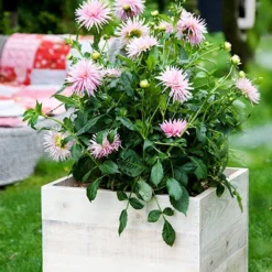 Menu Park Princess Border Dahlia -US Garden Plants Sales 2024 74151 park princess border dahlia 1