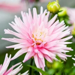 Menu Border Dahlia Collection 25 Menu Border Dahlia Collection -US Garden Plants Sales 2024 74151 park princess border dahlia 2