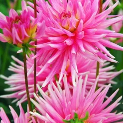 Menu Park Princess Border Dahlia -US Garden Plants Sales 2024 74151 park princess border dahlia 3 1