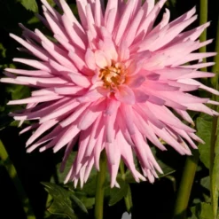 Menu Park Princess Border Dahlia -US Garden Plants Sales 2024 74151 park princess border dahlia 5 1