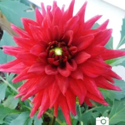 Menu Border Dahlia Collection 31 Menu Border Dahlia Collection -US Garden Plants Sales 2024 74153 2 red pygmy border dahlia