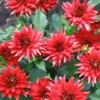Menu Red Pygmy Border Dahlia 2 Menu Red Pygmy Border Dahlia -US Garden Plants Sales 2024 74153 red pygmy border dahlia 2 1