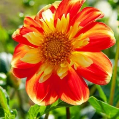 Menu Pooh Impression Dahlia -US Garden Plants Sales 2024 74155 pooh impression dahlia 2