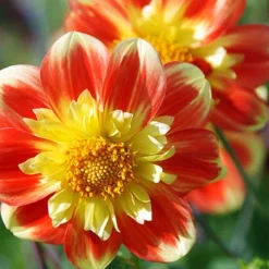 Menu Pooh Impression Dahlia -US Garden Plants Sales 2024 74155 pooh impression dahlia