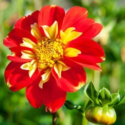 Menu Summer Patio Container Garden -US Garden Plants Sales 2024 74155 pooh impression dahlia 3 1