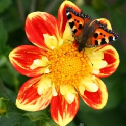 Menu Pooh Impression Dahlia