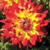 Menu Procyon Decorative Dahlia 1 Menu Procyon Decorative Dahlia -US Garden Plants Sales 2024 74158 procyon decorative dahlia 1