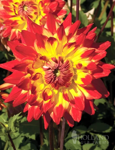 Menu Sunset Dahlia Collection 14 Menu Sunset Dahlia Collection - Image 12