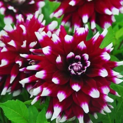 Menu Mystery Day Decorative Dahlia -US Garden Plants Sales 2024 74160 mystery day dahlia 1