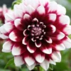 Menu Mystery Day Decorative Dahlia -US Garden Plants Sales 2024 74160 mystery day decorative dahlia 2 1