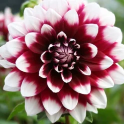 Menu Mystery Day Decorative Dahlia
