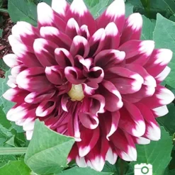 Menu Peppermint Dream Dahlia Collection -US Garden Plants Sales 2024 74160 mystery day decorative dahlia 2018 08 17 russell hutchison