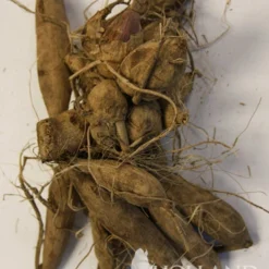 Menu Mystery Day Decorative Dahlia -US Garden Plants Sales 2024 74160 mystery day decorative dahlia 3 1