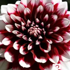 Menu Mystery Day Decorative Dahlia -US Garden Plants Sales 2024 74160 mystery day decorative dahlia 4 1