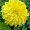 Menu Kelvin Floodlight Dahlia Jumbo Pack -US Garden Plants Sales 2024 74161 kelvin floodlight dahlia jumbo pack