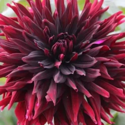 Menu Peppermint Dream Dahlia Collection -US Garden Plants Sales 2024 74162 black jack dahlia jumbo pack 1