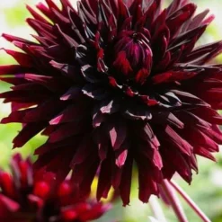 Menu Peppermint Dream Dahlia Collection -US Garden Plants Sales 2024 74162 black jack dahlia jumbo pack 2 1