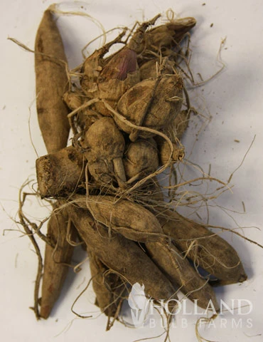 Menu Black Jack Dahlia Jumbo Pack 5 Menu Black Jack Dahlia Jumbo Pack - Image 3