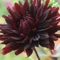 Menu Black Jack Dahlia Jumbo Pack 11 Menu Black Jack Dahlia Jumbo Pack -US Garden Plants Sales 2024 74162 black jack dahlia jumbo pack 4 1