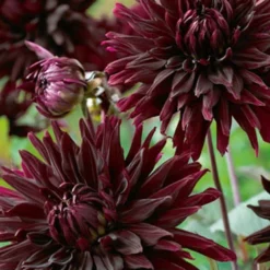 Menu Black Jack Dahlia Jumbo Pack 12 Menu Black Jack Dahlia Jumbo Pack -US Garden Plants Sales 2024 74162 black jack dahlia jumbo pack 5 1