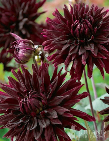 Menu Black Jack Dahlia Jumbo Pack 7 Menu Black Jack Dahlia Jumbo Pack - Image 5