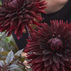 Menu Black Jack Dahlia Jumbo Pack 13 Menu Black Jack Dahlia Jumbo Pack -US Garden Plants Sales 2024 74162 black jack dahlia jumbo pack 7 1