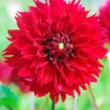 Menu Red Fubuki Dahlia Jumbo Pack -US Garden Plants Sales 2024 74168 red fubuki dahlia 2
