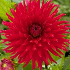 Menu Red Fubuki Dahlia Jumbo Pack -US Garden Plants Sales 2024 74168 red fubuki dahlia 3