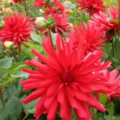 Menu Red Fubuki Dahlia Jumbo Pack -US Garden Plants Sales 2024 74168 red fubuki dahlia 4
