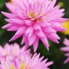Menu Pink Corona Dahlia Jumbo Pack 1 Menu Pink Corona Dahlia Jumbo Pack -US Garden Plants Sales 2024 74170 pink corona dahlia