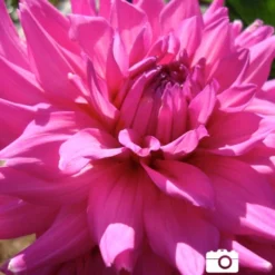 Menu Princess Pinks Dahlia Collection 15 Menu Princess Pinks Dahlia Collection -US Garden Plants Sales 2024 74170 pink corona dahlia jumbo pack 1